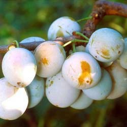 Prunus domestica Mirabelle de Nancy